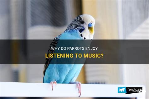 Do Parrots Like Music? An Insight into the Feathery World of Parrots and Their Music Preferences