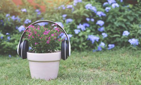 do plants like music while they sing in the rain