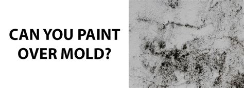 Does Painting Over Mold Kill It? An Insight into the Various Views